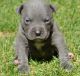 American Bully Puppies for sale in California, MD, USA. price: NA