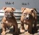 American Bully Puppies for sale in Waterloo, IA, USA. price: NA