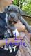 American Bully Puppies for sale in Holland, MI 49424, USA. price: NA