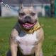 American Bully Puppies for sale in Elyria, OH 44035, USA. price: NA