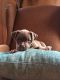 American Bully Puppies for sale in Mansfield, OH, OH, USA. price: NA