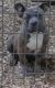 American Bully Puppies for sale in Needville, TX 77461, USA. price: NA