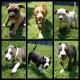 American Bully Puppies for sale in Carrollton, TX, USA. price: NA