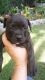 American Bully Puppies for sale in Gastonia, NC, USA. price: NA