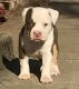 American Bully Puppies for sale in Wheatland, CA 95692, USA. price: NA