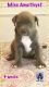 American Bully Puppies for sale in Phenix City, AL, USA. price: NA