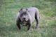 American Bully Puppies for sale in Minneapolis, MN, USA. price: NA