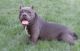 American Bully Puppies for sale in Fresno, CA, USA. price: NA