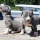 American Bully Puppies for sale in Minneapolis, MN, USA. price: $800