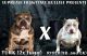 American Bully Puppies for sale in Little Rock, AR, USA. price: $1,500