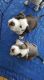 American Bully Puppies for sale in Missouri Ave, Herndon, VA 20170, USA. price: NA