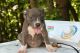 American Bully Puppies for sale in Commerce, GA, USA. price: $900