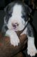 American Bully Puppies for sale in Moreno Valley, CA 92555, USA. price: NA