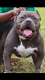 American Bully Puppies for sale in Ladson, SC, USA. price: $500