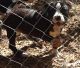 American Bully Puppies for sale in Needville, TX 77461, USA. price: $550