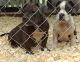 American Bully Puppies for sale in Needville, TX 77461, USA. price: $550