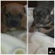 American Bully Puppies for sale in Erie, PA, USA. price: NA