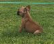 American Bully Puppies for sale in Fresno, CA, USA. price: $1,300
