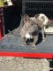 American Bully Puppies for sale in Fresno, CA, USA. price: $800