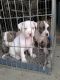 American Bully Puppies for sale in Mt Morris, MI 48458, USA. price: NA
