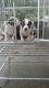 American Bully Puppies for sale in Avon, OH 44011, USA. price: NA