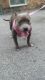 American Bully Puppies for sale in Worcester, MA 01604, USA. price: NA