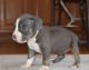 American Bully Puppies for sale in St Cloud, FL, USA. price: NA