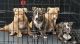 American Bully Puppies for sale in Aiken, SC, USA. price: NA