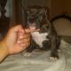 American Bully Puppies for sale in Providence, RI, USA. price: NA