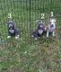 American Bully Puppies for sale in Conyers, GA, USA. price: $800