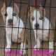American Bully Puppies for sale in Conyers, GA, USA. price: $800