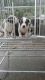 American Bully Puppies for sale in Seattle, WA, USA. price: NA