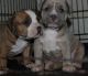 American Bully Puppies for sale in Knoxville, TN, USA. price: $1,200