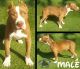 American Bully Puppies for sale in Carrollton, TX, USA. price: NA