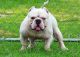 American Bully Puppies for sale in Florahome, FL 32140, USA. price: NA