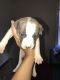 American Bully Puppies for sale in Medford, NJ, USA. price: $400