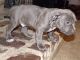 American Bully Puppies for sale in Minneapolis, MN 55430, USA. price: $750