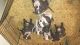 American Bully Puppies for sale in Chico, CA, USA. price: NA