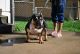 American Bully Puppies for sale in Raytown, MO, USA. price: $900