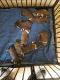 American Bully Puppies for sale in New Port Richey, FL, USA. price: $2,000