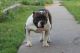 American Bully Puppies for sale in Robesonia Rd, Robesonia, PA 19551, USA. price: NA
