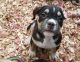 American Bully Puppies for sale in Naples, FL, USA. price: NA