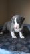 American Bully Puppies for sale in Raleigh, Carolina del Norte, EE. UU.. price: NA