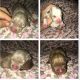 American Bully Puppies for sale in Alpine, CA, USA. price: $400