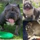 American Bully Puppies for sale in Long Island, New York, USA. price: NA