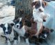 American Bully Puppies for sale in Appomattox, VA 24522, USA. price: $500