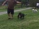 American Bully Puppies for sale in Woodbine Rd, Woodbine, MD 21797, USA. price: NA