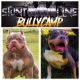 American Bully Puppies for sale in Jackson, MS 39212, USA. price: NA