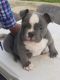 American Bully Puppies for sale in McComb, MS, USA. price: NA