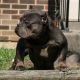 American Bully Puppies for sale in Hamilton, OH, USA. price: NA
